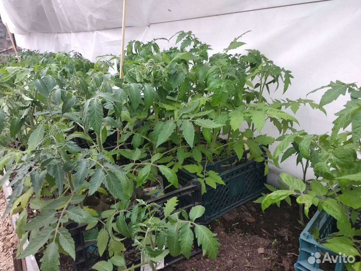Рассада томатов
