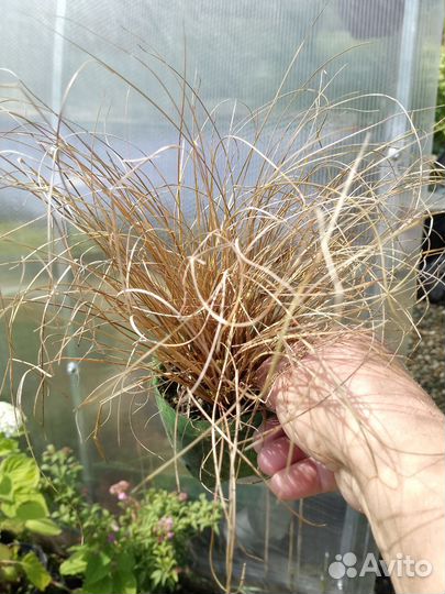 Садовые растения