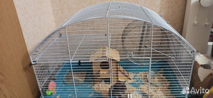 Сирийский хомяк с клеткой