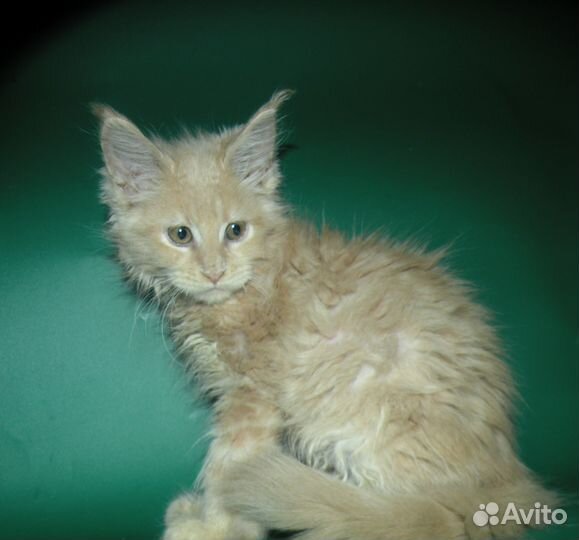 Кошка мейн кун полидакт классическая с документами