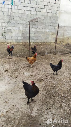 Куры несушки