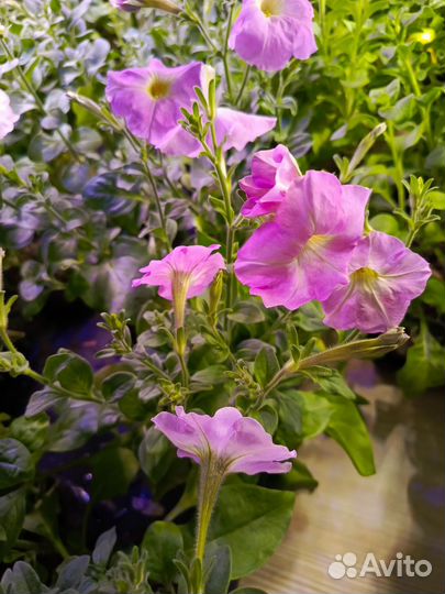 Рассада петунии