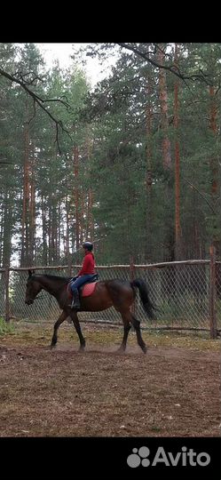 Продаются лошади и пони, Пони клуб, верховая езда