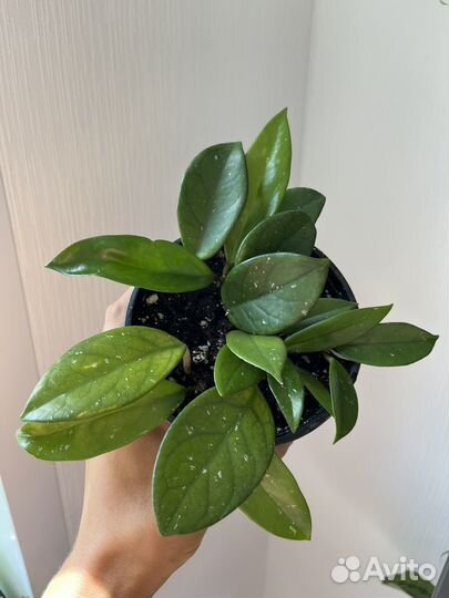 Хойя карноза