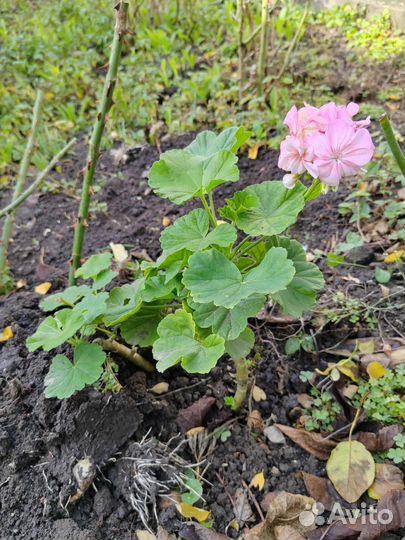 Комнатные растения цветы