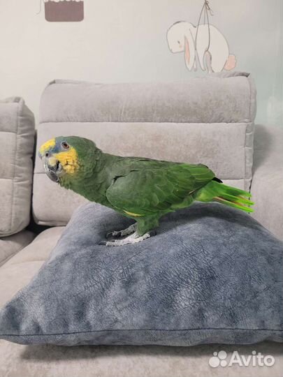 Венесуэльский амазон