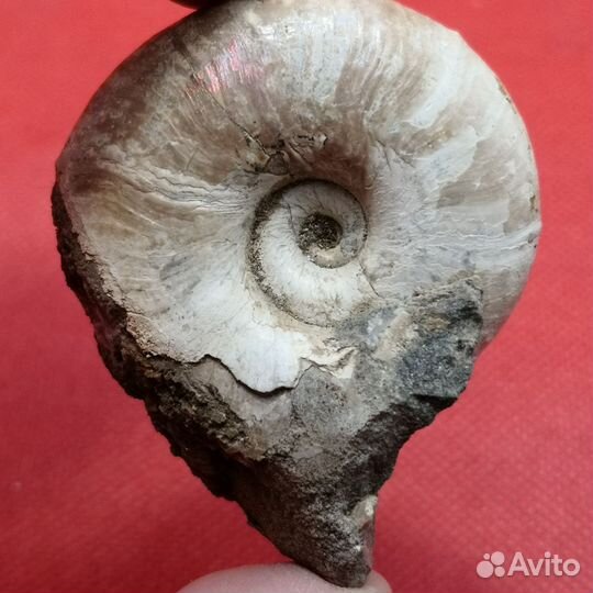 Окаменелость, Аммонит с реки Курджипс