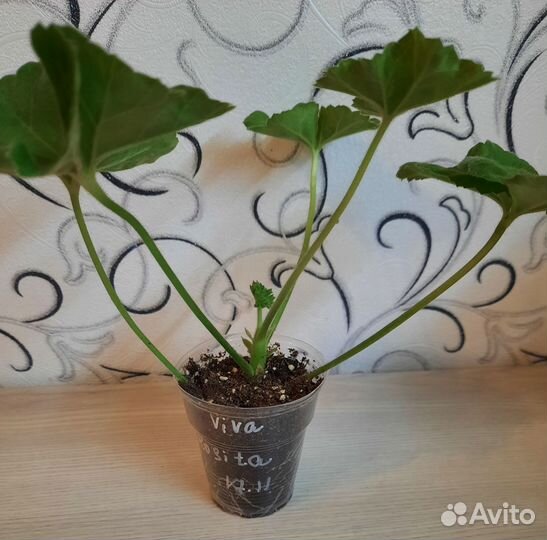 Пеларгония герань