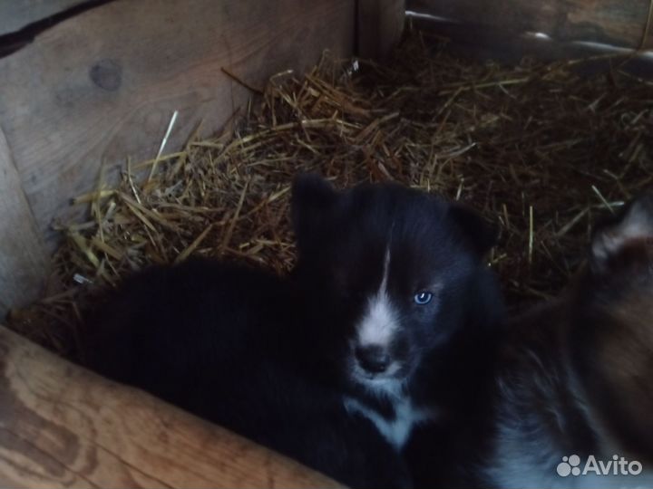 Щенки хаски