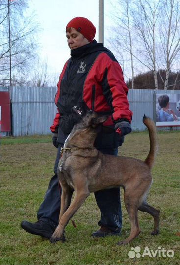 Услуги кинолога