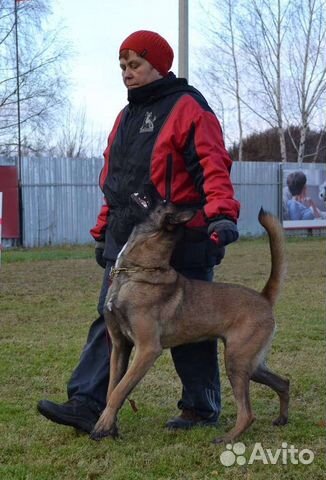 Услуги кинолога