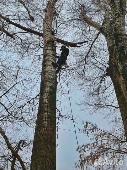 Спил деревьев