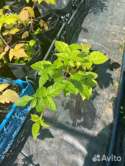 Саженцы сортовой крупноплодной ежевики