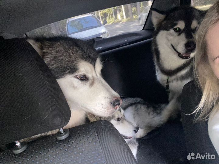 Доставка животных по России