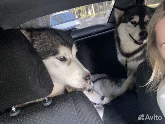 Доставка животных по России