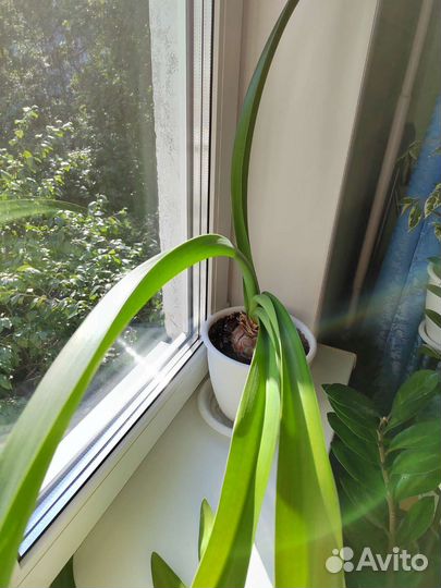 Гиппеаструм (амариллис)