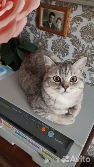 Кот на вязку (Скоттиш-страйт)