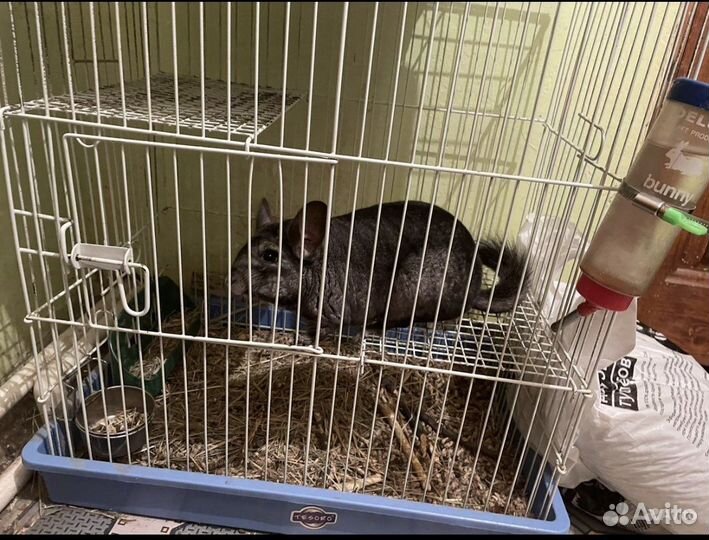 Шиншилла девочка