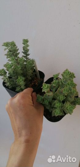 Крассула перфората