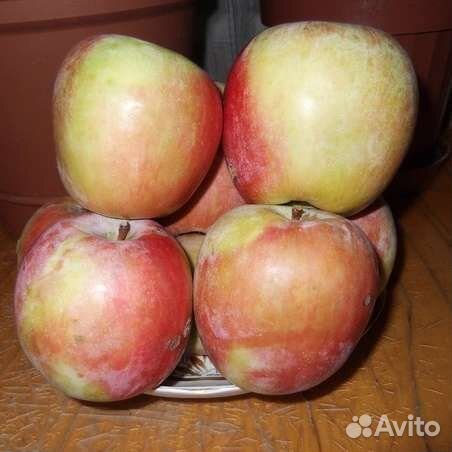 Яблоня зимняя Памяти Ульянищева