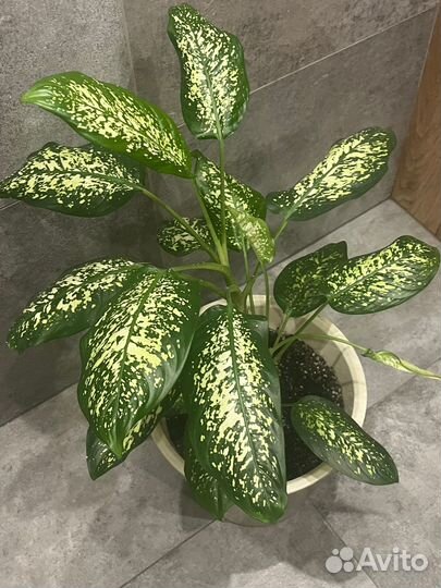 Диффенбахия пятнистая