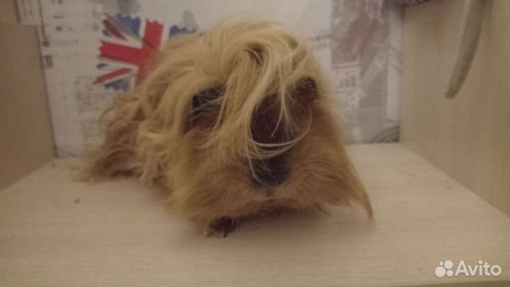 Морская свинка Лункария