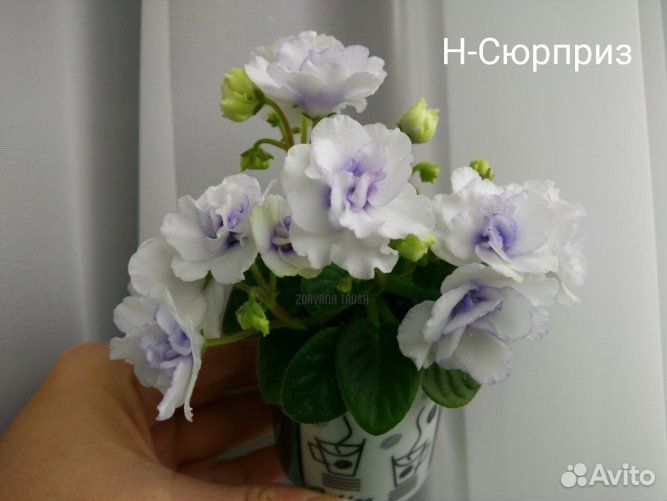 Сортовая фиалка Сюрприз полумини