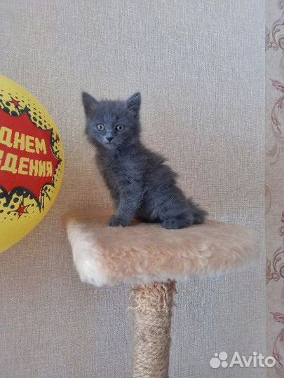 Отдам в добрые руки