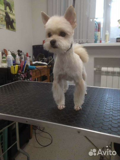 Стрижка собак и кошек