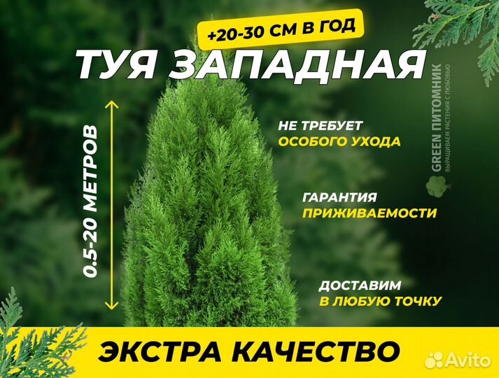 Туя сортовая Брабант, Смарагд,Колумна