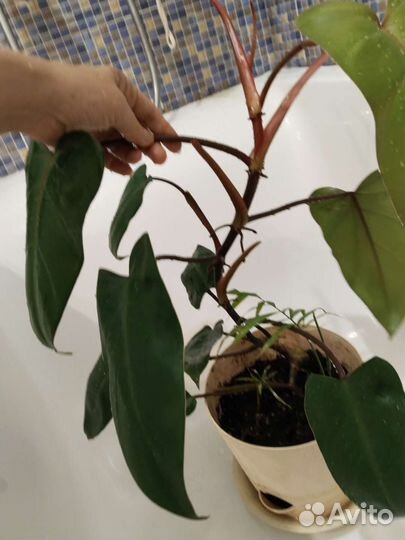 Филодендрон плющевидный краснеющий Red Emerald