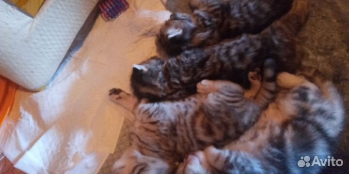 Шотландские мраморные котята