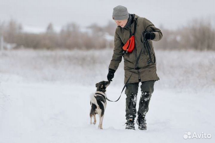 Собака в добрые руки девочка