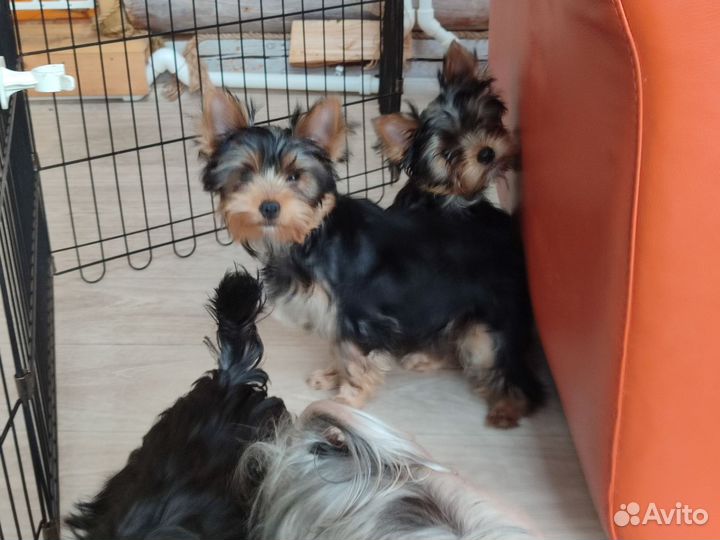 Йоркширский терьер