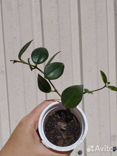 Декоративно-лиственные и суккулентные растения