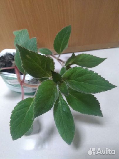 Колерия(Калерия )