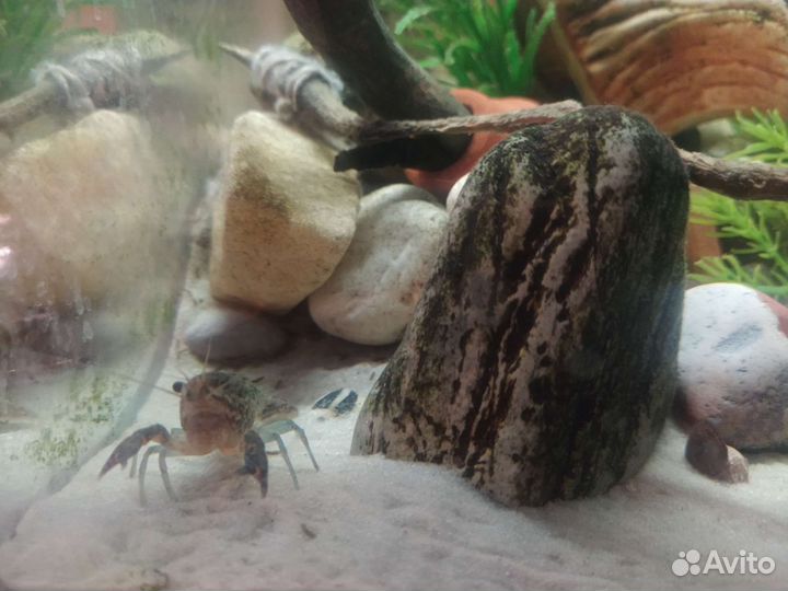 Мраморный рак для аквариума