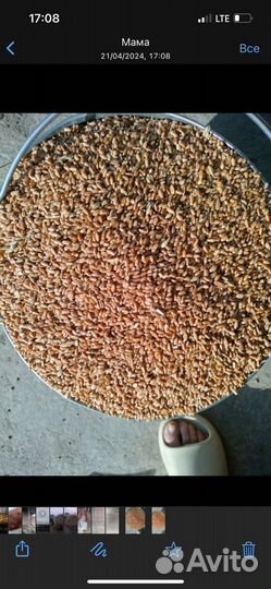 Пшеница,ячмень