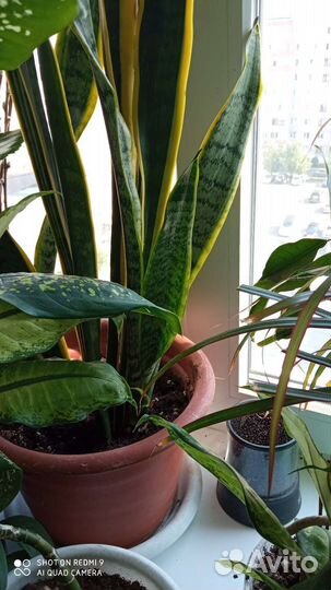 Плектарантус Южный