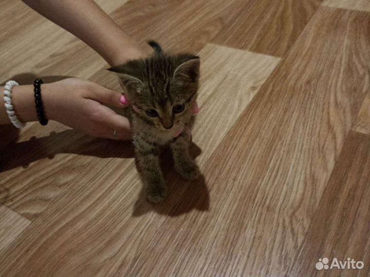 Кошки бесплатно