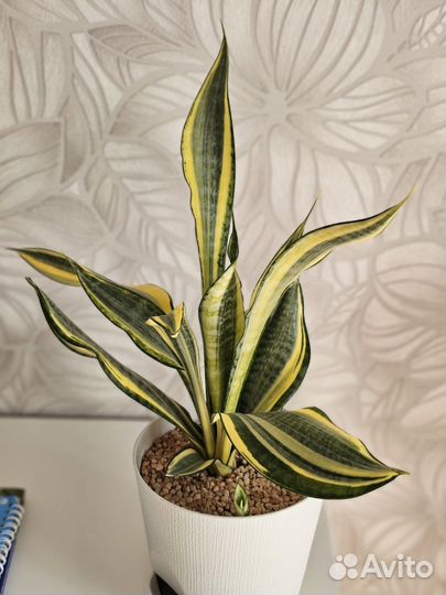 Сансевиерия Голден баннер