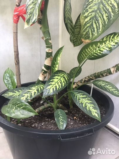 Диффенбахия отростки