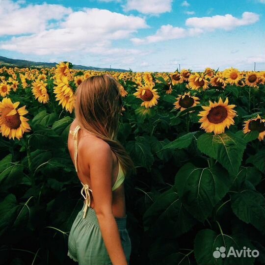 Семена гибриды подсолнечника. сангай. Экспресс