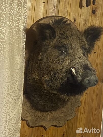 Чучело кабана