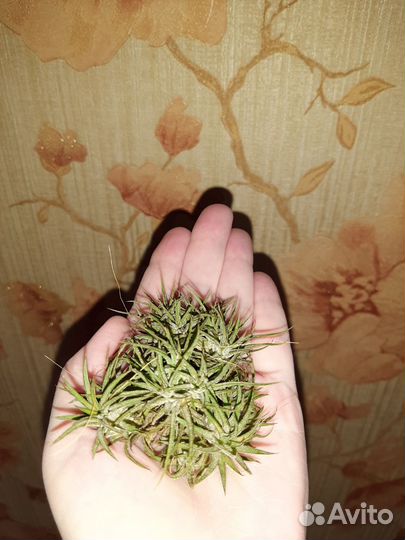 Тилландсия ионанта