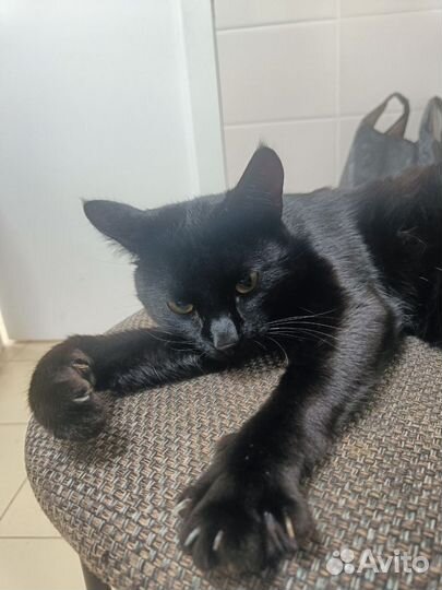 Черный кот
