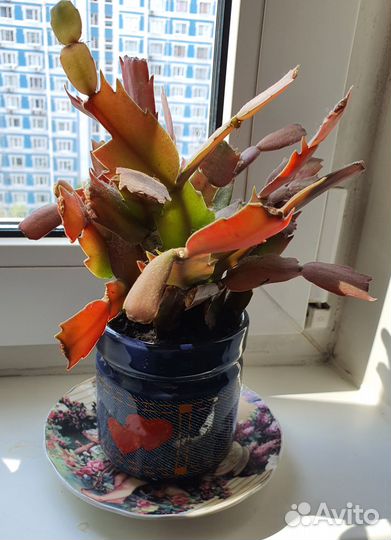 Кактус Декабрист в горшке