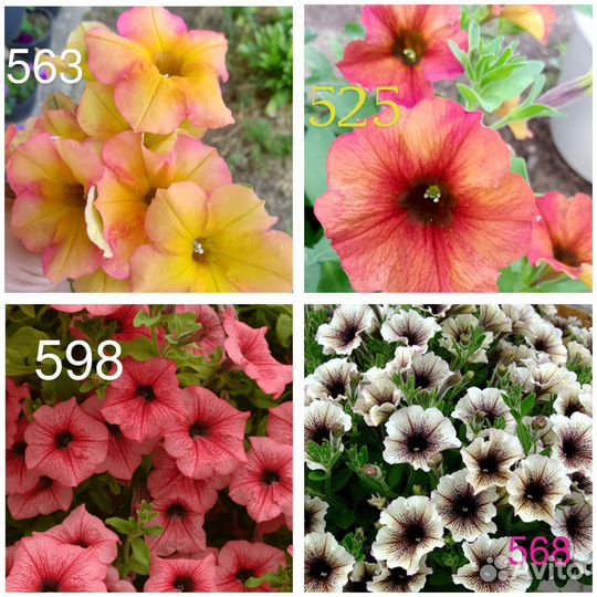 Вегетативная петуния