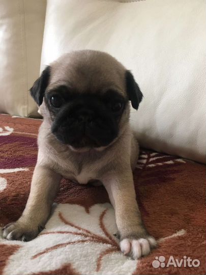 Щенки мопса