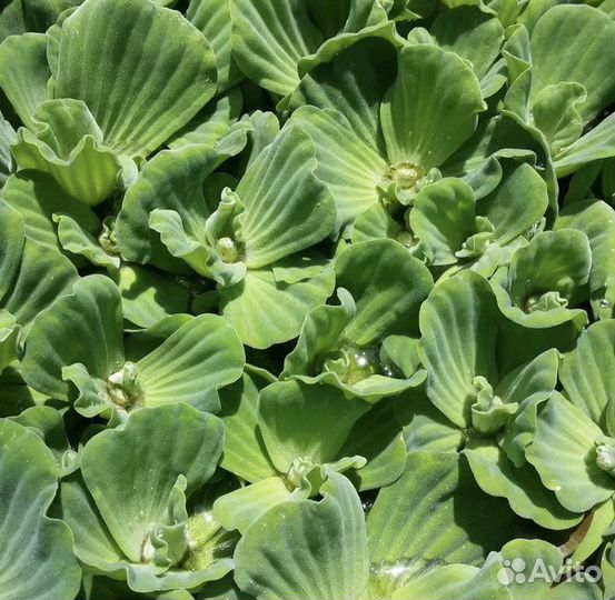 Водные растения для пруда, кувшинки